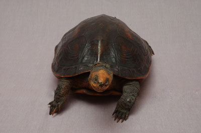 ƦƪԤBǦWG<em>Ocadia sinensis</em><br>W١Gt<br>^W١GChinese striped-neck turtle