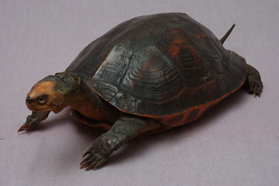 ƦƪԤBǦWG<em>Ocadia sinensis</em><br>W١Gt<br>^W١GChinese striped-neck turtle