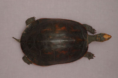 ƦƪԤBǦWG<em>Ocadia sinensis</em><br>W١Gt<br>^W١GChinese striped-neck turtle