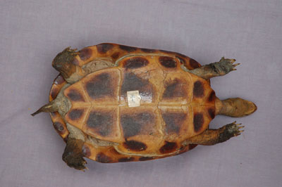 ƦƪԤBǦWG<em>Ocadia sinensis</em><br>W١Gt<br>^W١GChinese striped-neck turtle