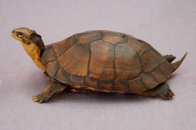 ƦƪԤBǦWG<em>Mauremys mutica</em><br>W١Gt<br>^W١GYellow turtle