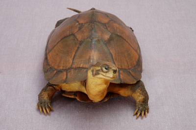 ƦƪԤBǦWG<em>Mauremys mutica</em><br>W١Gt<br>^W١GYellow turtle