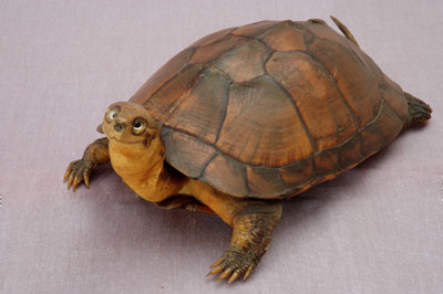 ƦƪԤBǦWG<em>Mauremys mutica</em><br>W١Gt<br>^W١GYellow turtle