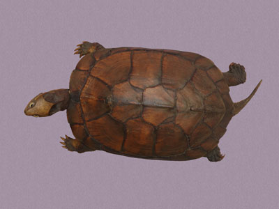 ƦƪԤBǦWG<em>Mauremys mutica</em><br>W١Gt<br>^W١GYellow turtle