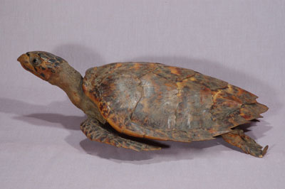 ƦƪԤBǦWG<em>Eretmochelys imbricata squamata</em><br>W١Gŷ<br>^W١GTortoise-shelled turtle