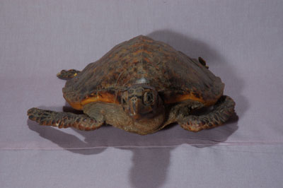 ƦƪԤBǦWG<em>Eretmochelys imbricata squamata</em><br>W١Gŷ<br>^W١GTortoise-shelled turtle