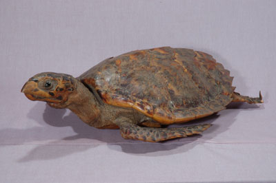 ƦƪԤBǦWG<em>Eretmochelys imbricata squamata</em><br>W١Gŷ<br>^W١GTortoise-shelled turtle