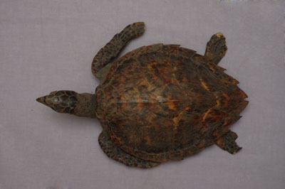 ƦƪԤBǦWG<em>Eretmochelys imbricata squamata</em><br>W١Gŷ<br>^W١GTortoise-shelled turtle