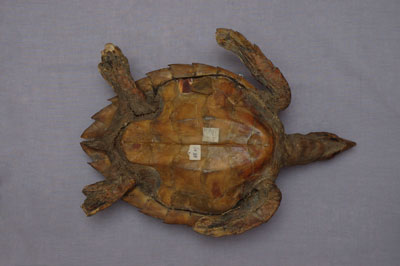 ƦƪԤBǦWG<em>Eretmochelys imbricata squamata</em><br>W١Gŷ<br>^W١GTortoise-shelled turtle