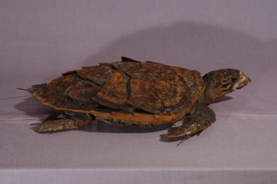 ƦƪԤBǦWG<em>Eretmochelys imbricata squamata</em><br>W١Gŷ<br>^W١GTortoise-shelled turtle