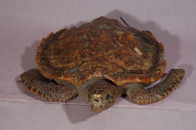 ƦƪԤBǦWG<em>Eretmochelys imbricata squamata</em><br>W١Gŷ<br>^W١GTortoise-shelled turtle