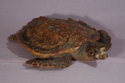 ƦƪԤBǦWG<em>Eretmochelys imbricata squamata</em><br>W١Gŷ<br>^W١GTortoise-shelled turtle