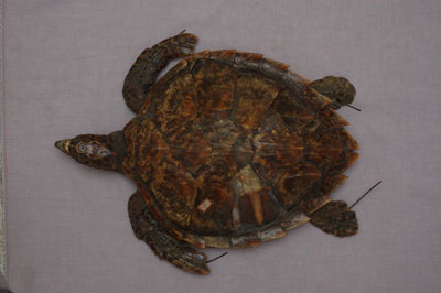 ƦƪԤBǦWG<em>Eretmochelys imbricata squamata</em><br>W١Gŷ<br>^W١GTortoise-shelled turtle