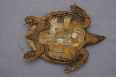 ƦƪԤBǦWG<em>Eretmochelys imbricata squamata</em><br>W١Gŷ<br>^W١GTortoise-shelled turtle