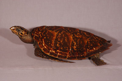 ƦƪԤBǦWG<em>Eretmochelys imbricata squamata</em><br>W١Gŷ<br>^W١GTortoise-shelled turtle