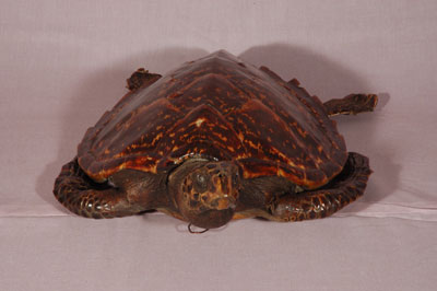 ƦƪԤBǦWG<em>Eretmochelys imbricata squamata</em><br>W١Gŷ<br>^W١GTortoise-shelled turtle