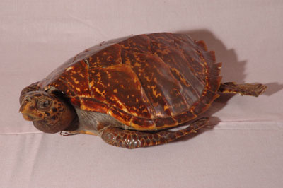 ƦƪԤBǦWG<em>Eretmochelys imbricata squamata</em><br>W١Gŷ<br>^W١GTortoise-shelled turtle