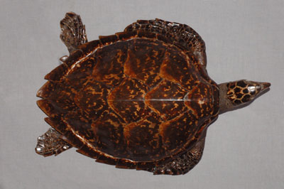 ƦƪԤBǦWG<em>Eretmochelys imbricata squamata</em><br>W١Gŷ<br>^W١GTortoise-shelled turtle