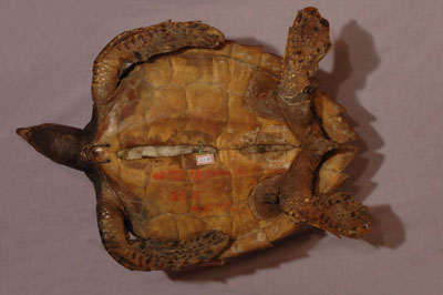 ƦƪԤBǦWG<em>Eretmochelys imbricata squamata</em><br>W١Gŷ<br>^W١GTortoise-shelled turtle