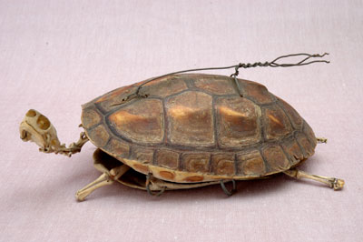 ƦƪԤBǦWG<em>Ocadia sinensis</em><br>W١Gt<br>^W١GChinese striped-neck turtle