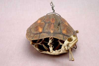 ƦƪԤBǦWG<em>Ocadia sinensis</em><br>W١Gt<br>^W١GChinese striped-neck turtle