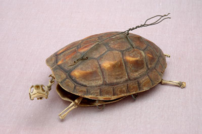 ƦƪԤBǦWG<em>Ocadia sinensis</em><br>W١Gt<br>^W١GChinese striped-neck turtle