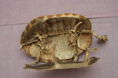 ƦƪԤBǦWG<em>Ocadia sinensis</em><br>W١Gt<br>^W١GChinese striped-neck turtle