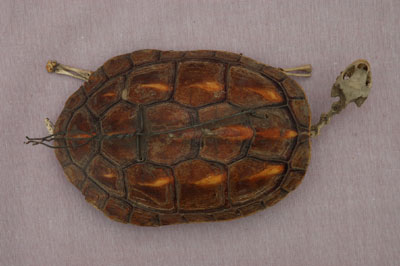 ƦƪԤBǦWG<em>Ocadia sinensis</em><br>W١Gt<br>^W١GChinese striped-neck turtle