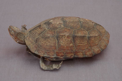 ƦƪԤBǦWG<em>Geoclemys reevesii</em><br>W١Gt<br>^W١GGolden turtle