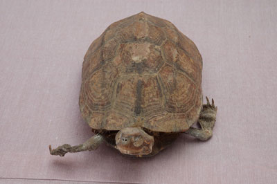 ƦƪԤBǦWG<em>Geoclemys reevesii</em><br>W١Gt<br>^W١GGolden turtle