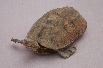 ƦƪԤBǦWG<em>Geoclemys reevesii</em><br>W١Gt<br>^W١GGolden turtle