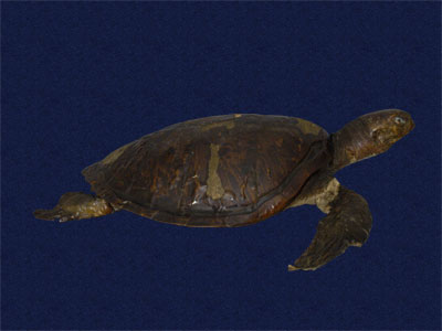 ƦƪԤBǦWG<em>Chelonia mydas japonica</em><br>W١Gt<br>^W١GGreen turtle