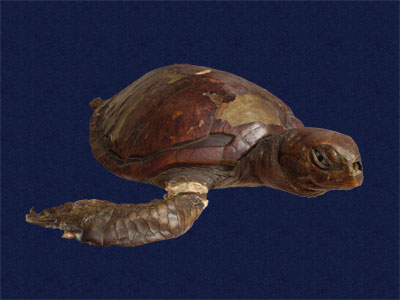 ƦƪԤBǦWG<em>Chelonia mydas japonica</em><br>W١Gt<br>^W١GGreen turtle