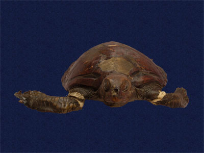 ƦƪԤBǦWG<em>Chelonia mydas japonica</em><br>W١Gt<br>^W١GGreen turtle