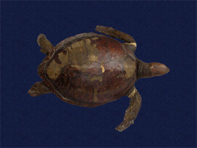 ƦƪԤBǦWG<em>Chelonia mydas japonica</em><br>W١Gt<br>^W١GGreen turtle