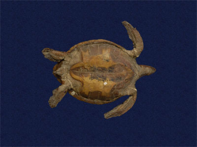 ƦƪԤBǦWG<em>Chelonia mydas japonica</em><br>W١Gt<br>^W١GGreen turtle