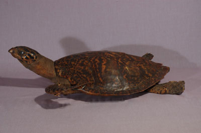 ƦƪԤBǦWG<em>Eretmochelys imbricata squamata</em><br>W١Gŷ<br>^W١GTortoise-shelled turtle