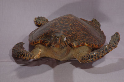 ƦƪԤBǦWG<em>Eretmochelys imbricata squamata</em><br>W١Gŷ<br>^W١GTortoise-shelled turtle