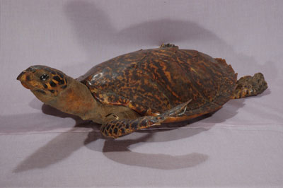 ƦƪԤBǦWG<em>Eretmochelys imbricata squamata</em><br>W١Gŷ<br>^W١GTortoise-shelled turtle