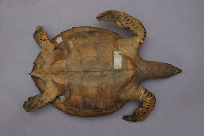 ƦƪԤBǦWG<em>Eretmochelys imbricata squamata</em><br>W١Gŷ<br>^W١GTortoise-shelled turtle