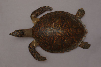 ƦƪԤBǦWG<em>Eretmochelys imbricata squamata</em><br>W١Gŷ<br>^W١GTortoise-shelled turtle