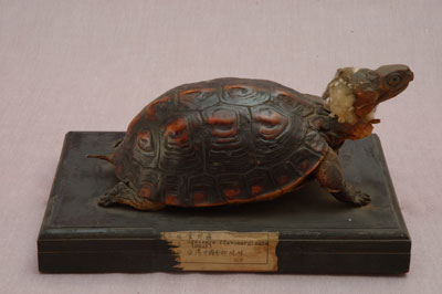 ƦƪԤBǦWG<em>Cyclemys flavomarginata</em><br>W١GDt<br>^W١GYellow-lined box turtle