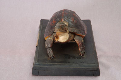 ƦƪԤBǦWG<em>Cyclemys flavomarginata</em><br>W١GDt<br>^W١GYellow-lined box turtle