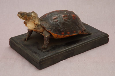 ƦƪԤBǦWG<em>Cyclemys flavomarginata</em><br>W١GDt<br>^W١GYellow-lined box turtle