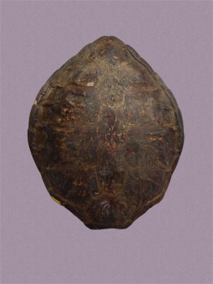 ƦƪԤBǦWG<em>Chelonia mydas japonica</em><br>W١Gt<br>^W١GGreen turtle