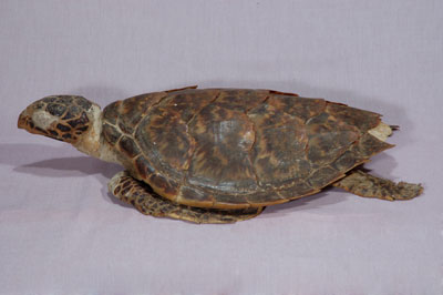 ƦƪԤBǦWG<em>Eretmochelys imbricata squamata</em><br>W١Gŷ<br>^W١GTortoise-shelled turtle