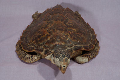 ƦƪԤBǦWG<em>Eretmochelys imbricata squamata</em><br>W١Gŷ<br>^W١GTortoise-shelled turtle