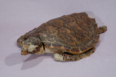 ƦƪԤBǦWG<em>Eretmochelys imbricata squamata</em><br>W١Gŷ<br>^W١GTortoise-shelled turtle