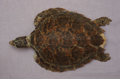 ƦƪԤBǦWG<em>Eretmochelys imbricata squamata</em><br>W١Gŷ<br>^W١GTortoise-shelled turtle