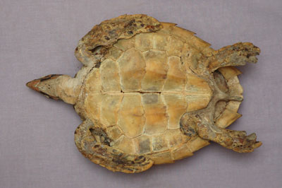 ƦƪԤBǦWG<em>Eretmochelys imbricata squamata</em><br>W١Gŷ<br>^W١GTortoise-shelled turtle